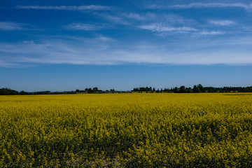 bright yellow fields of rapeseed