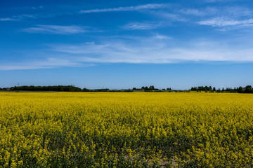 Fototapeta premium bright yellow fields of rapeseed