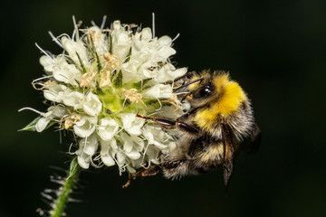 Hummel auf einer Blüte der behaarten Karde (Dipsacus pilosus)
