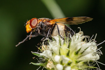 Gemeine Waldschwebfliege (Volucella pellucens) putzt sich auf einer Blüte der behaarten Karde...