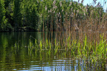 Obraz premium calm summer day view by the lake with clean water