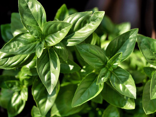 Fresh green basil (ocimum basilicum) in the garden. Overhead shot. 