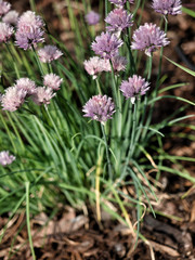 Fresh green chives (allium schoenoprasum) with pink flowers in the garden.