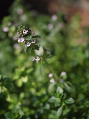 Fresh green blooming thyme (thymus vulgaris) in the garden. Blurry background