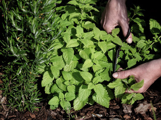 Female hands snipping fresh green mint leaves  (mentha) in the garden