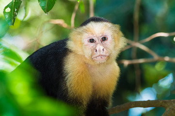 Capuchin Monkey in a Tree