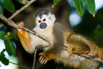 Naklejka na ściany i meble Capuchin Monkey in a Tree