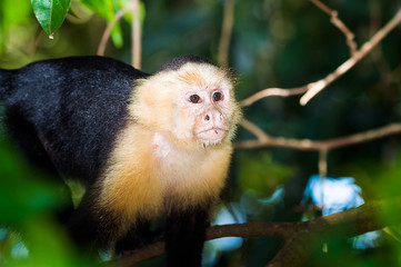 Capuchin Monkey in a Tree