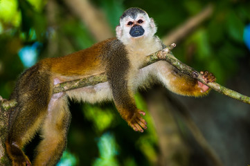 Naklejka na ściany i meble Capuchin Monkey in a Tree