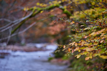 River flowing through forest in the fall