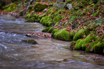 River flowing through forest in the fall