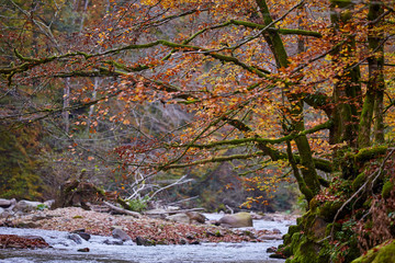 River flowing through forest in the fall