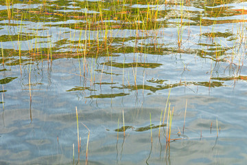 grass in water