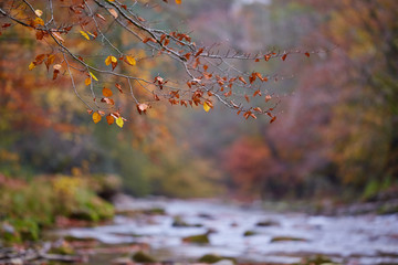 River flowing through forest in the fall