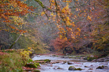 River flowing through forest in the fall