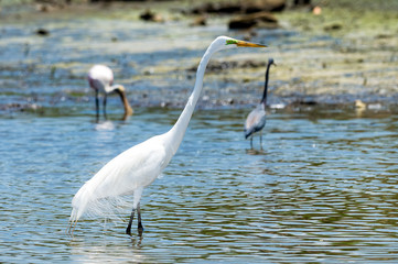 great egret in the water