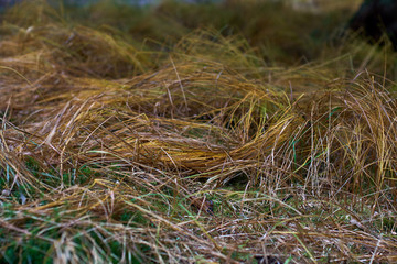 Grass blades in the late autumn