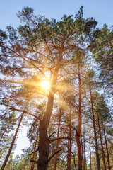 pine trees in the sunshine on a summer day