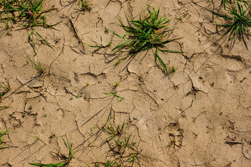 dry land texture with some green plants