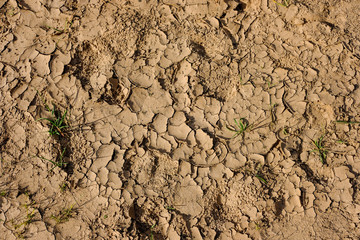 dry land texture with some green plants