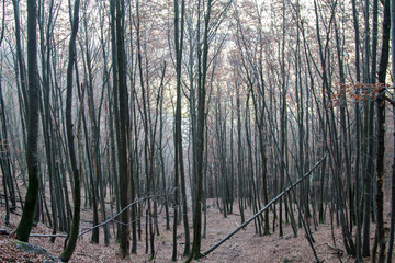 Obraz premium Baumstämme in einem Wald auf einem ansteigenden Hügel im Winter