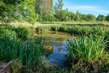 calm summer day view by the lake with clean water