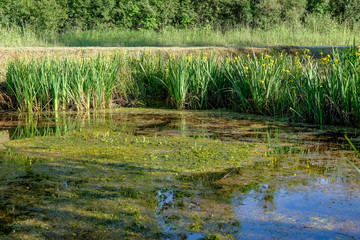 calm summer day view by the lake with clean water