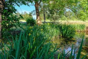 Obraz premium calm summer day view by the lake with clean water