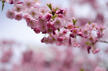Prunus Accolade