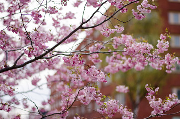 Prunus Accolade