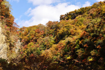 九酔渓の紅葉