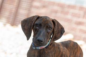 Cute and Friendly Rescue Plott Hound Puppy Wants to Be Adopted from Animal Shelter