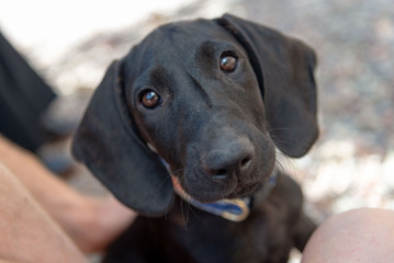 Cute and Friendly Rescue Plott Hound Puppy Wants to Be Adopted from Animal Shelter