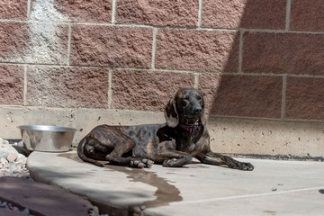 Cute and Friendly Rescue Plott Hound Puppy Wants to Be Adopted from Animal Shelter