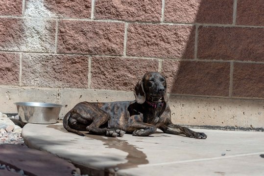 Cute and Friendly Rescue Plott Hound Puppy Wants to Be Adopted from Animal Shelter