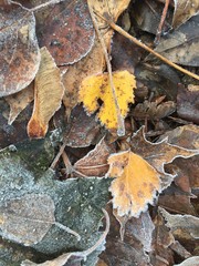 background of pomegranate seeds