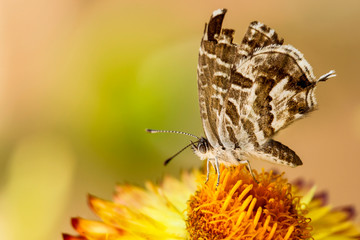 Fototapeta premium Mariposa en una flor