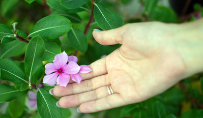 flower in female hands