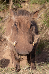 Warzenschwein 15