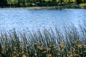Obraz premium calm summer day view by the lake with clean water