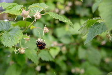 A bumble bee is busy pollinating flowers on raspberry canes in a home garden