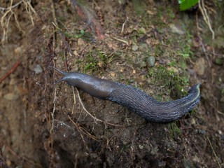 dark slug (no shell snail) on the muddy ground