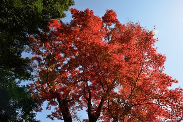 三島公園の紅葉