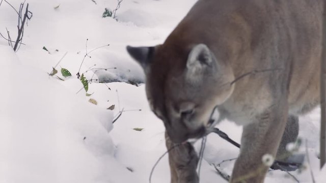 Puma concolor cougar. This species is found in Canada and the United States.
