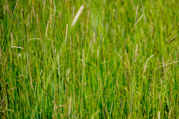 sunny meadow with different flowers in summer day