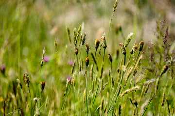 sunny meadow with different flowers in summer day