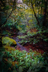 british woodland in england uk cornwall