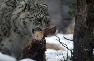 Snow Leopard at zoo