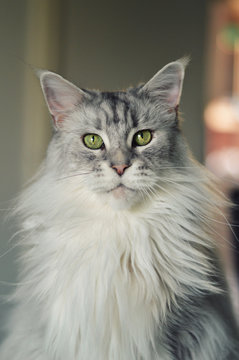 Beautiful maine coon cat. Large breed cat