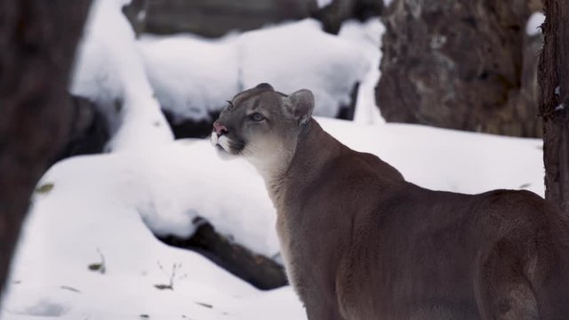 Puma concolor cougar. This species is found in Canada and the United States.